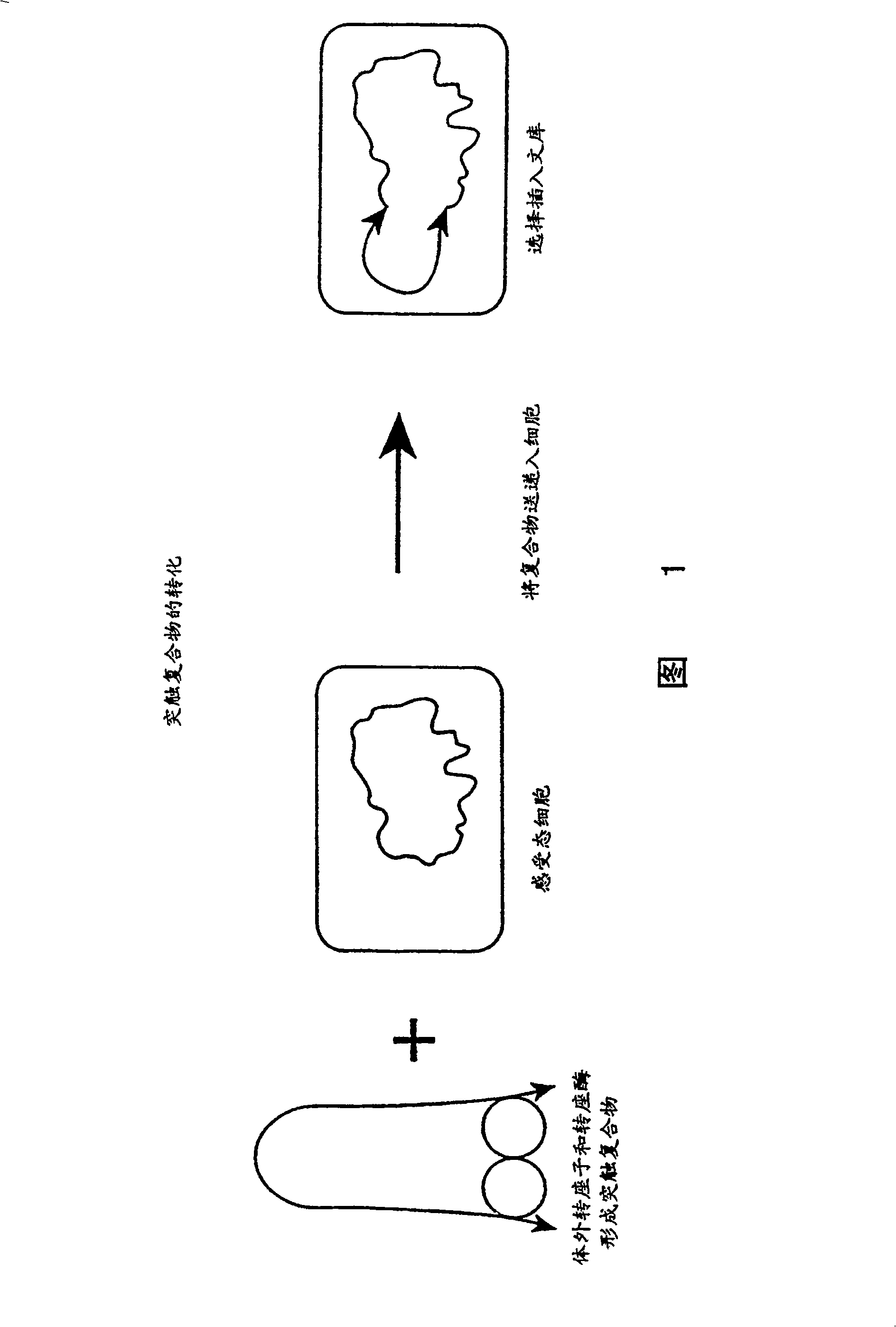 Method for making insertional mutations