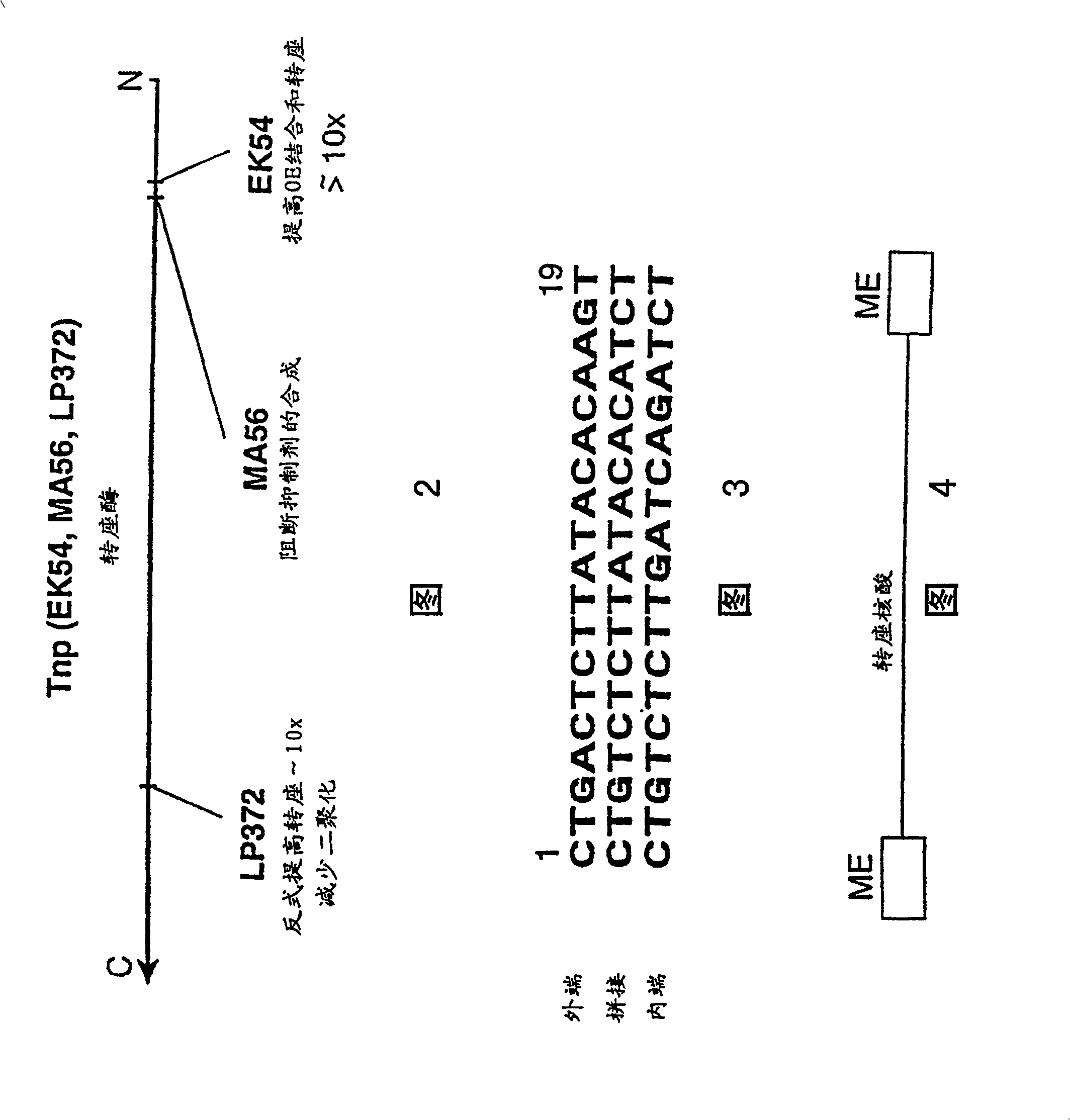 Method for making insertional mutations