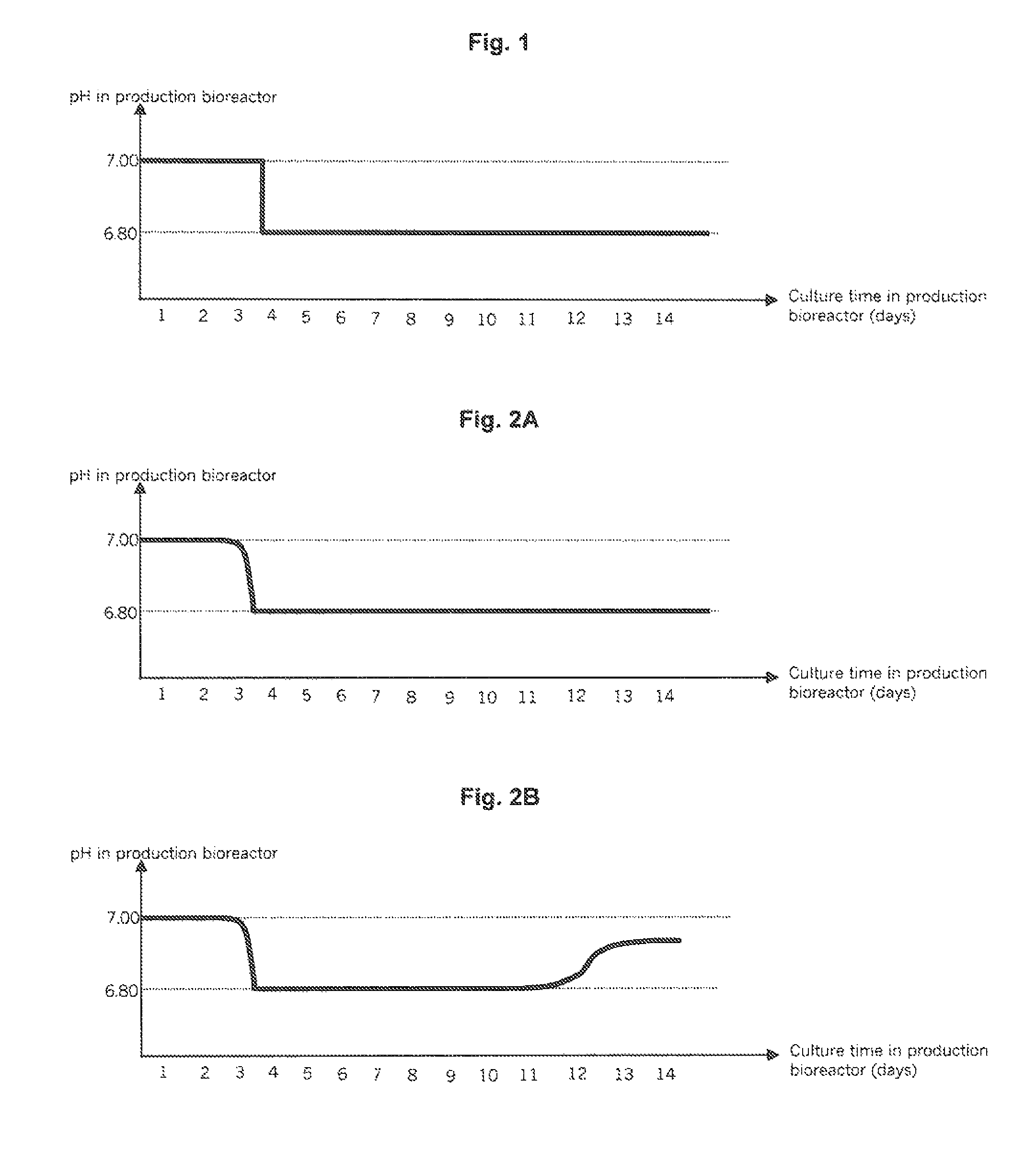 Cell cultivation process