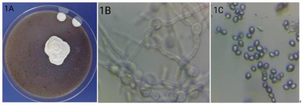 Beauveria bassiana with function of infecting young silkworms, fungicide, application of fungicide and preparation method of silkworm larva