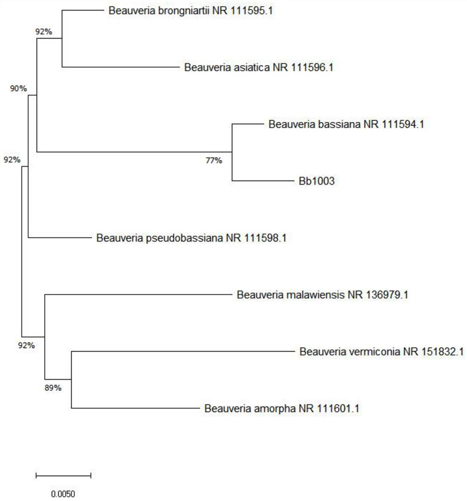 Beauveria bassiana with function of infecting young silkworms, fungicide, application of fungicide and preparation method of silkworm larva