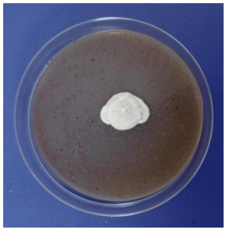 Beauveria bassiana with function of infecting young silkworms, fungicide, application of fungicide and preparation method of silkworm larva