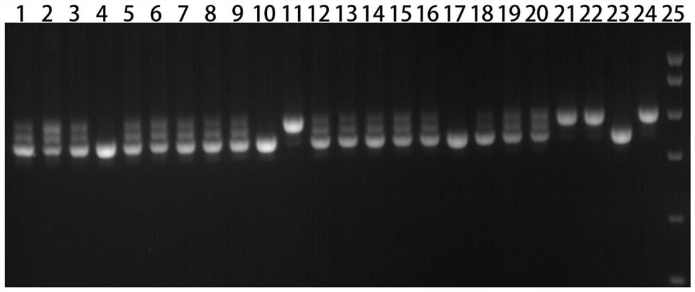 Wheat Gene yr10 Molecular Marker and Its Application in Screening Wheat Resistance to Stripe Rust