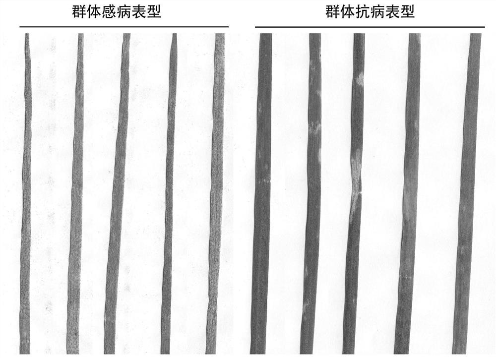 Wheat Gene yr10 Molecular Marker and Its Application in Screening Wheat Resistance to Stripe Rust