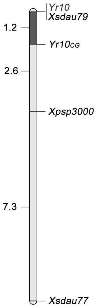 Wheat Gene yr10 Molecular Marker and Its Application in Screening Wheat Resistance to Stripe Rust