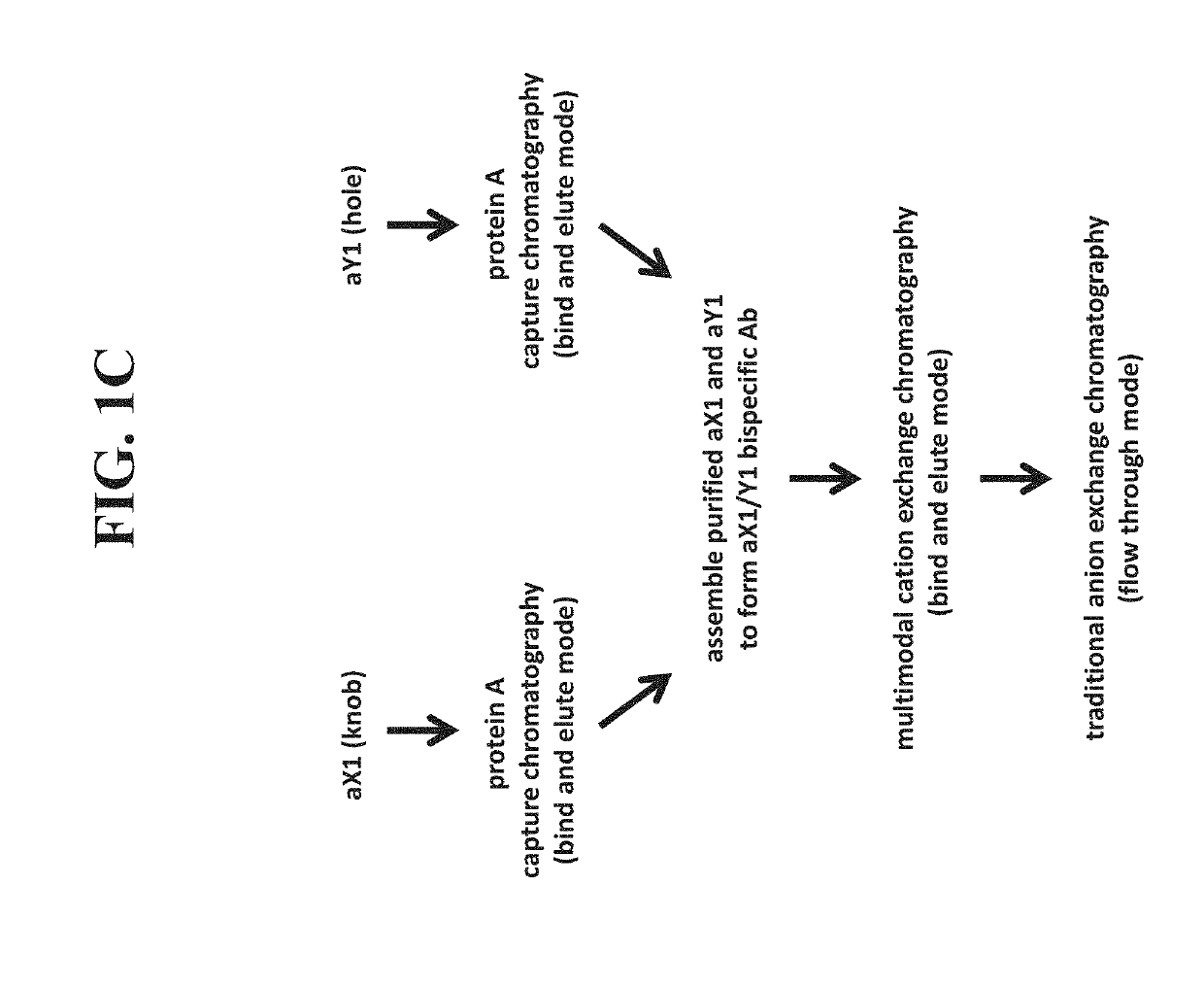 Purification of multispecific antibodies