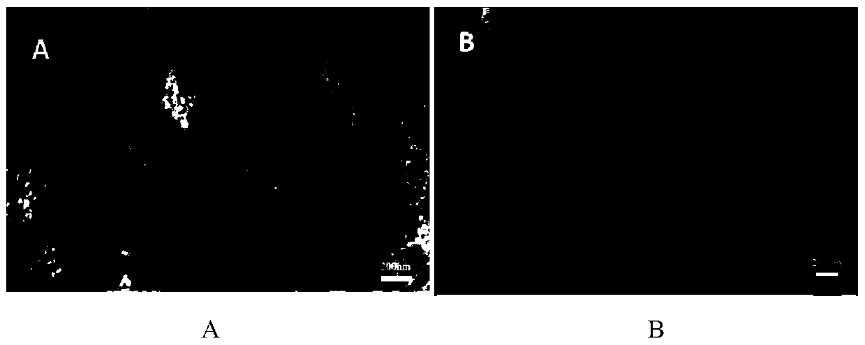 Preparation method of cobalt-iron bimetal selenide sodium ion battery negative electrode material