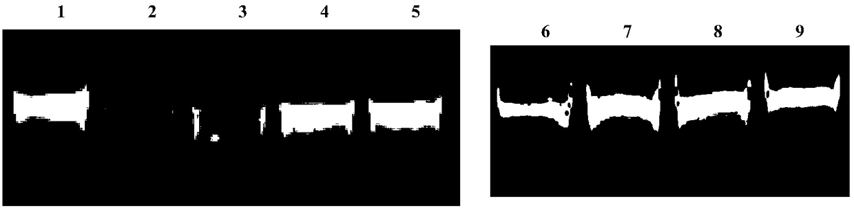 Garlic pigment extract capable of preventing DNA injury