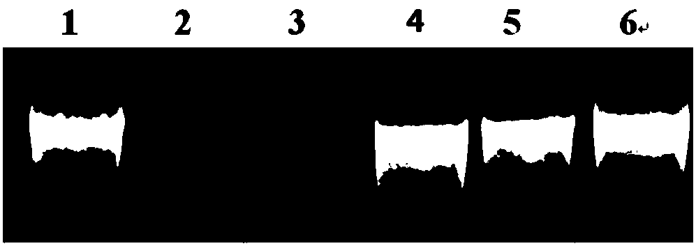 Garlic pigment extract capable of preventing DNA injury