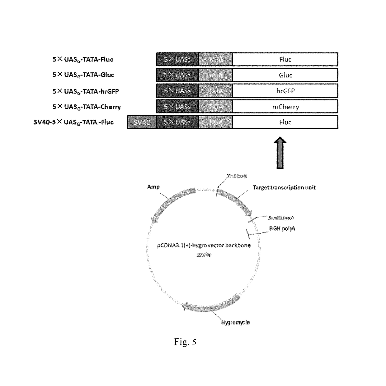 Light-switchable gene expression system