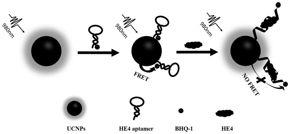 Method for detecting human epididymis protein 4 based on resonance energy transfer of up-conversion nano material and BHQ-1