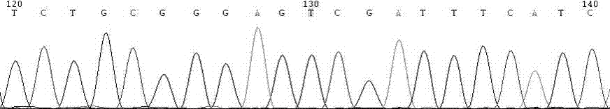 Primer, probe, fluorescent PCR kit and method for detecting polymorphism of human MTHFR (Methylene Tetrahydrofolate Reductase) gene