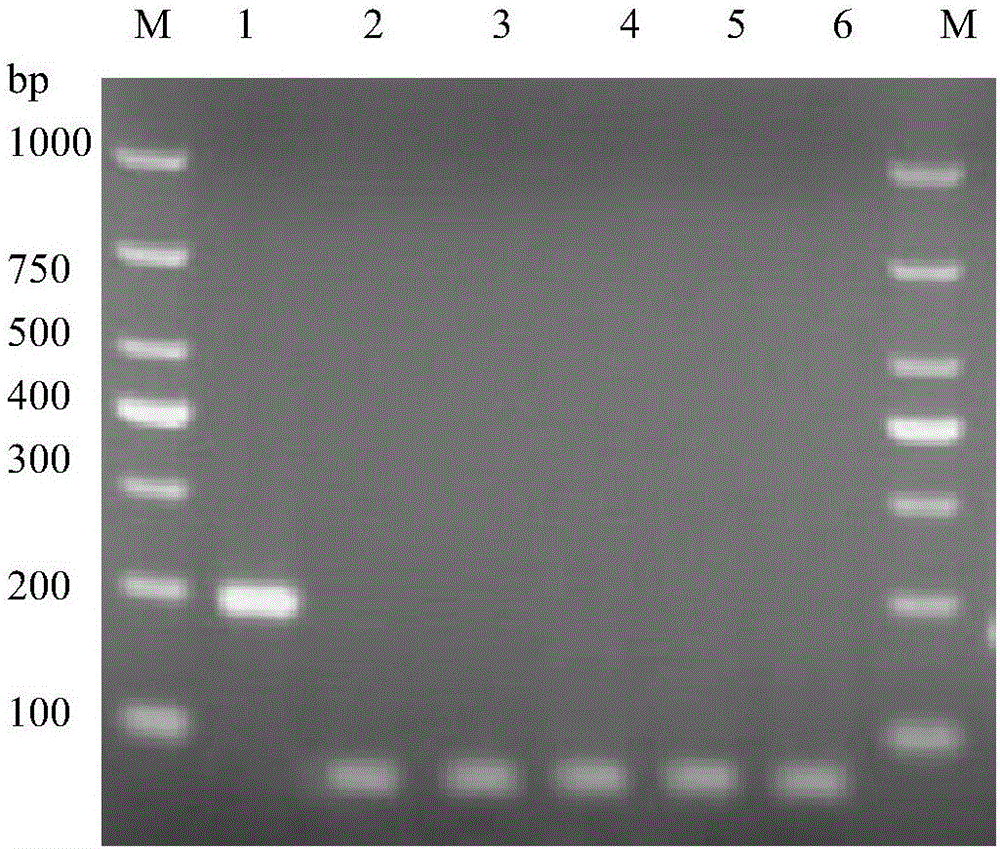 Method for detecting bean pod mottle virus based on RPA technology, RPA primer and kit