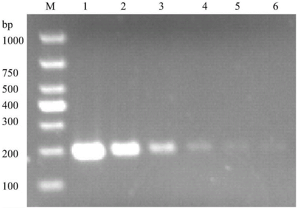 Method for detecting bean pod mottle virus based on RPA technology, RPA primer and kit