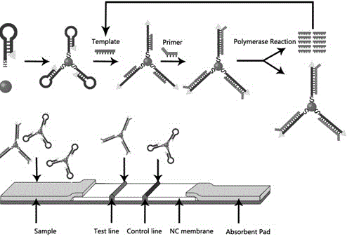 Isothermal chain multiple detection card of pathogen nucleic acid