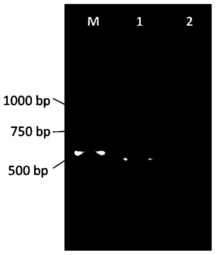 Nanometer antibody for resisting hepatitis B virus core antigen and application of nanometer antibody