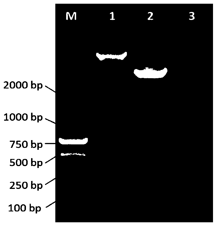 Nanometer antibody for resisting hepatitis B virus core antigen and application of nanometer antibody