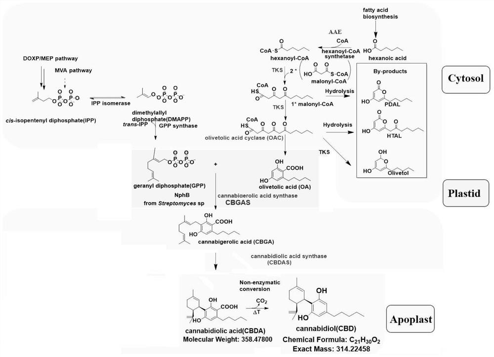 Expression vector for synthesizing cannabidiol, heterologous expression method and application