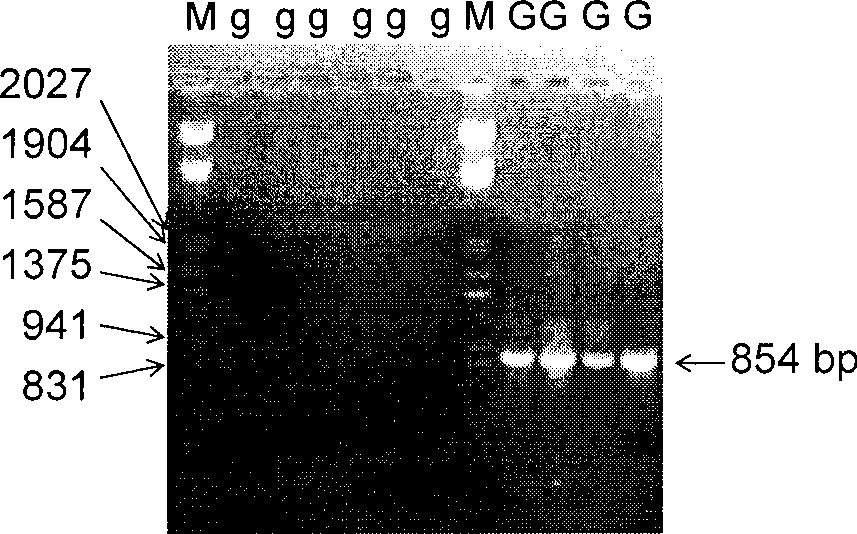 Molecular marking method of corn hybrid incompatibly gene