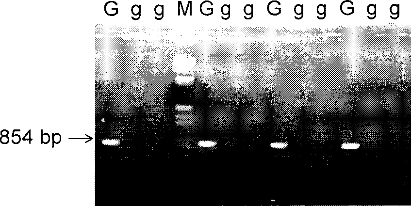 Molecular marking method of corn hybrid incompatibly gene