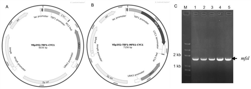 Anti-trichothecenes self-protection gene mfs1 of A553 from Rhizoctonia var. and its application