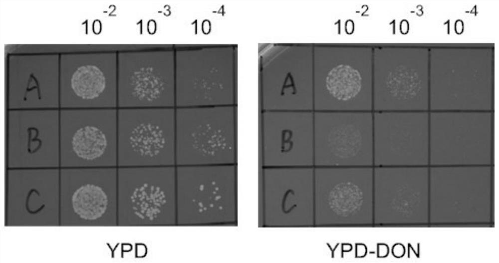 Anti-trichothecenes self-protection gene mfs1 of A553 from Rhizoctonia var. and its application