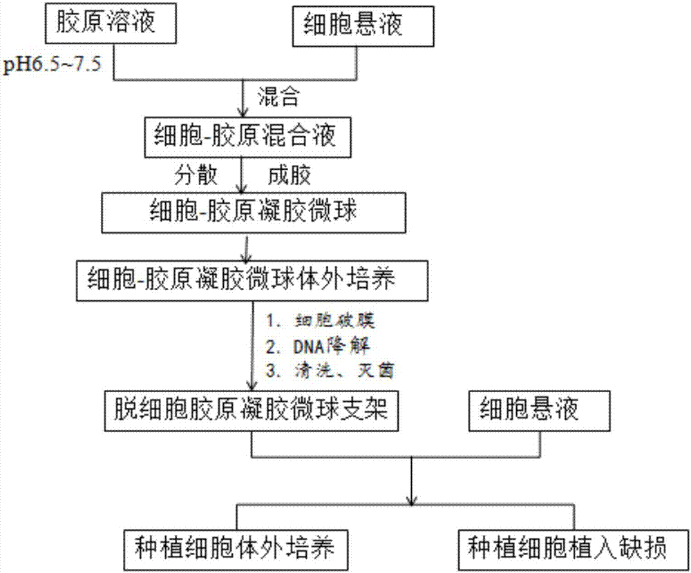 Preparation method and applications of decellularized collagen gel microsphere scaffold