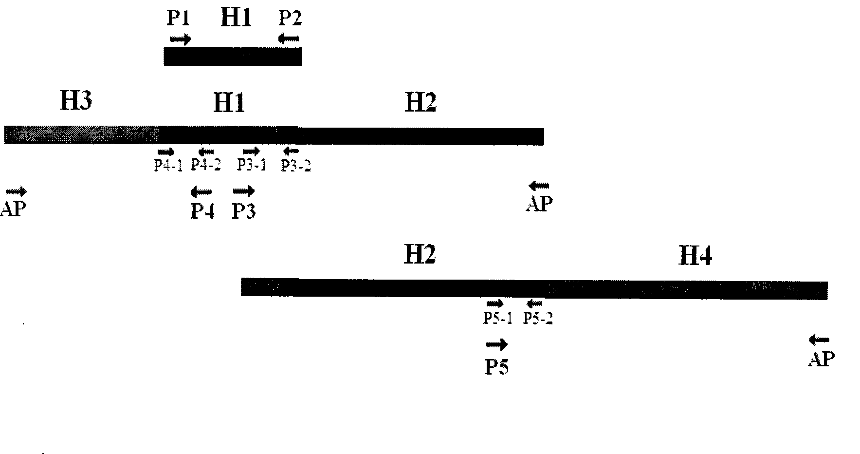 Hydantoinase and carbamoyl hydrolase producing strain, bienzyme gene and application thereof for preparing L-amino acid