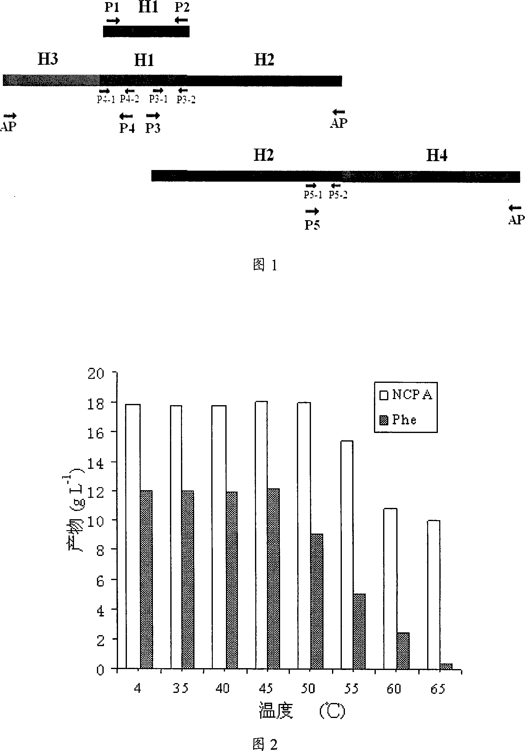 Hydantoinase and carbamoyl hydrolase producing strain, bienzyme gene and application thereof for preparing L-amino acid