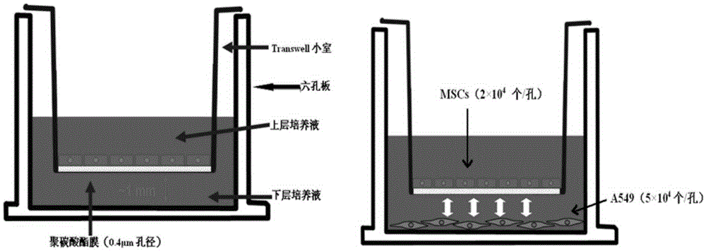 Application of Astragalus polysaccharide in bone marrow mesenchymal stem cells