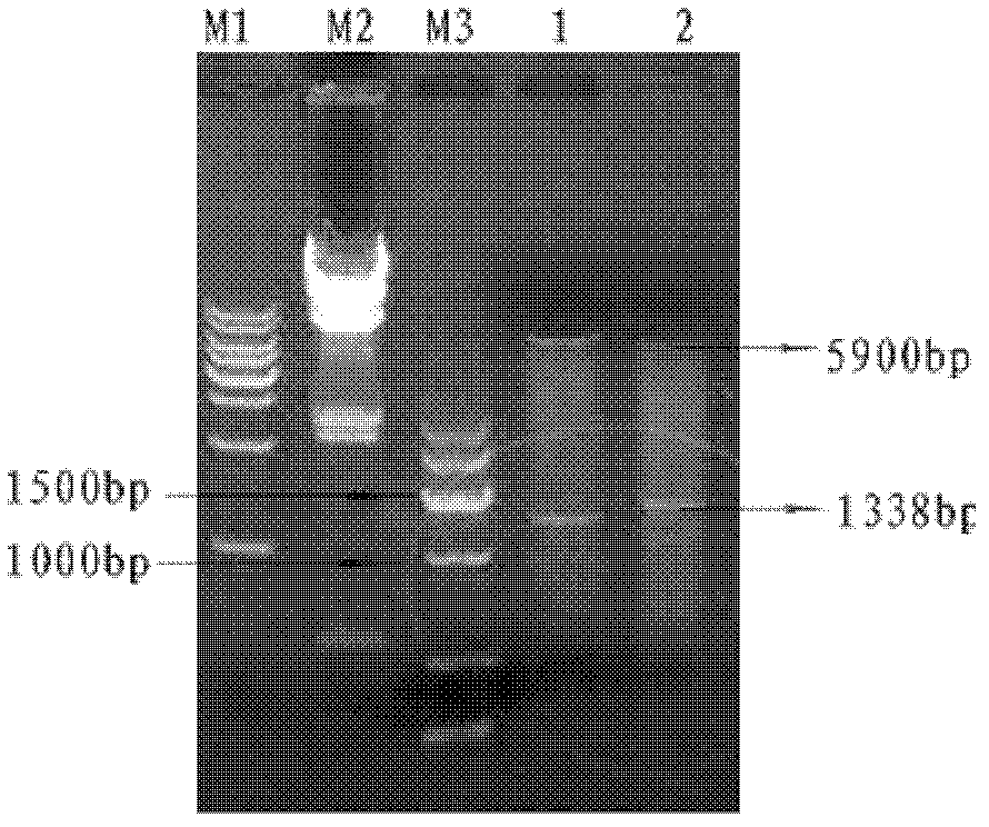 Avian chlamydophila psittaci outer membrane protein N-PmpD, preparation method and application