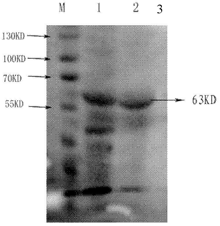 Avian chlamydophila psittaci outer membrane protein N-PmpD, preparation method and application