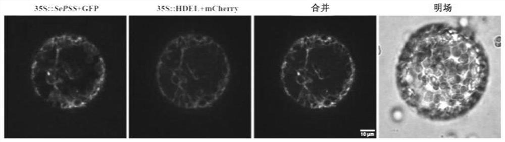 Salicornia sepss protein and its coding gene and application