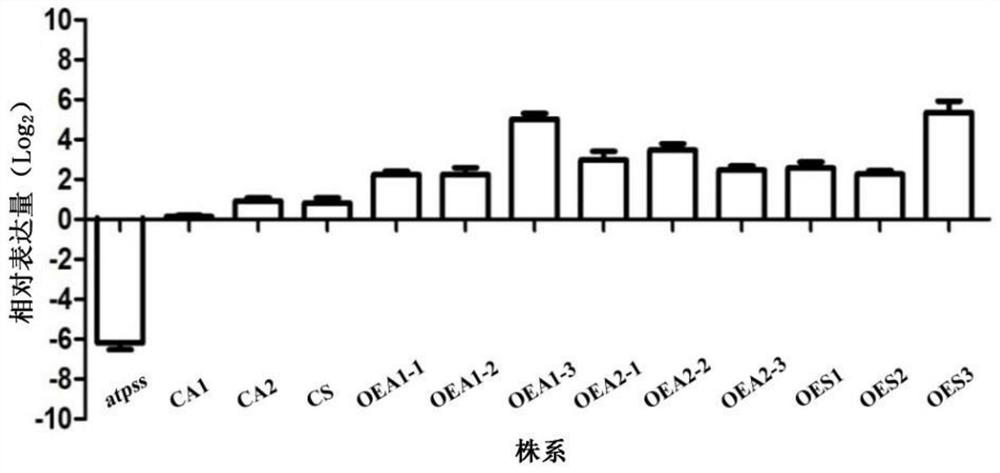 Salicornia sepss protein and its coding gene and application