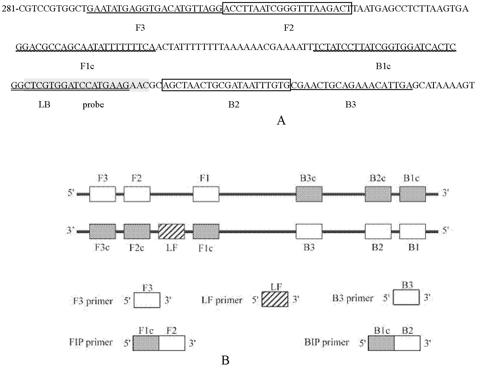 Loop mediated isothermal amplification (LAMP) detection method for meloidogyne hapla and application of method