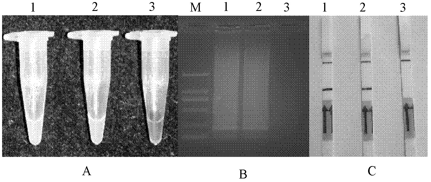 Loop mediated isothermal amplification (LAMP) detection method for meloidogyne hapla and application of method