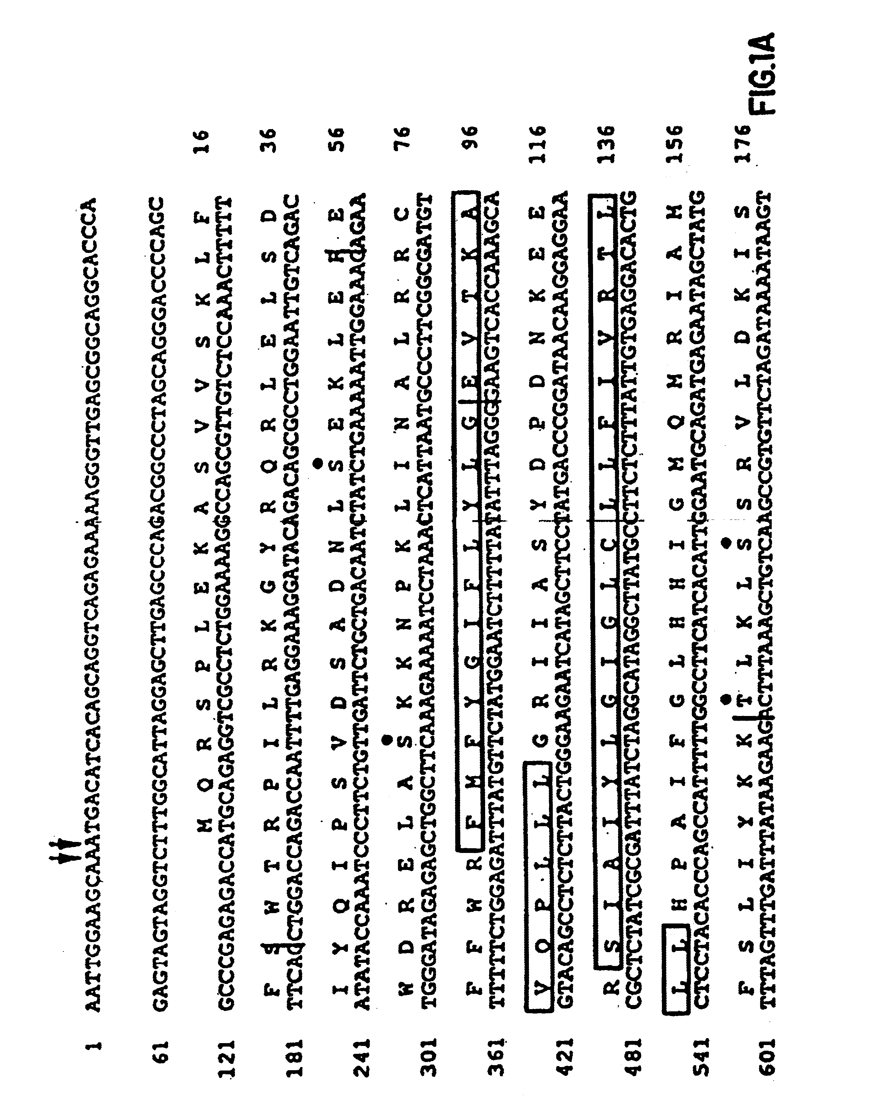 Cystic fibrosis gene