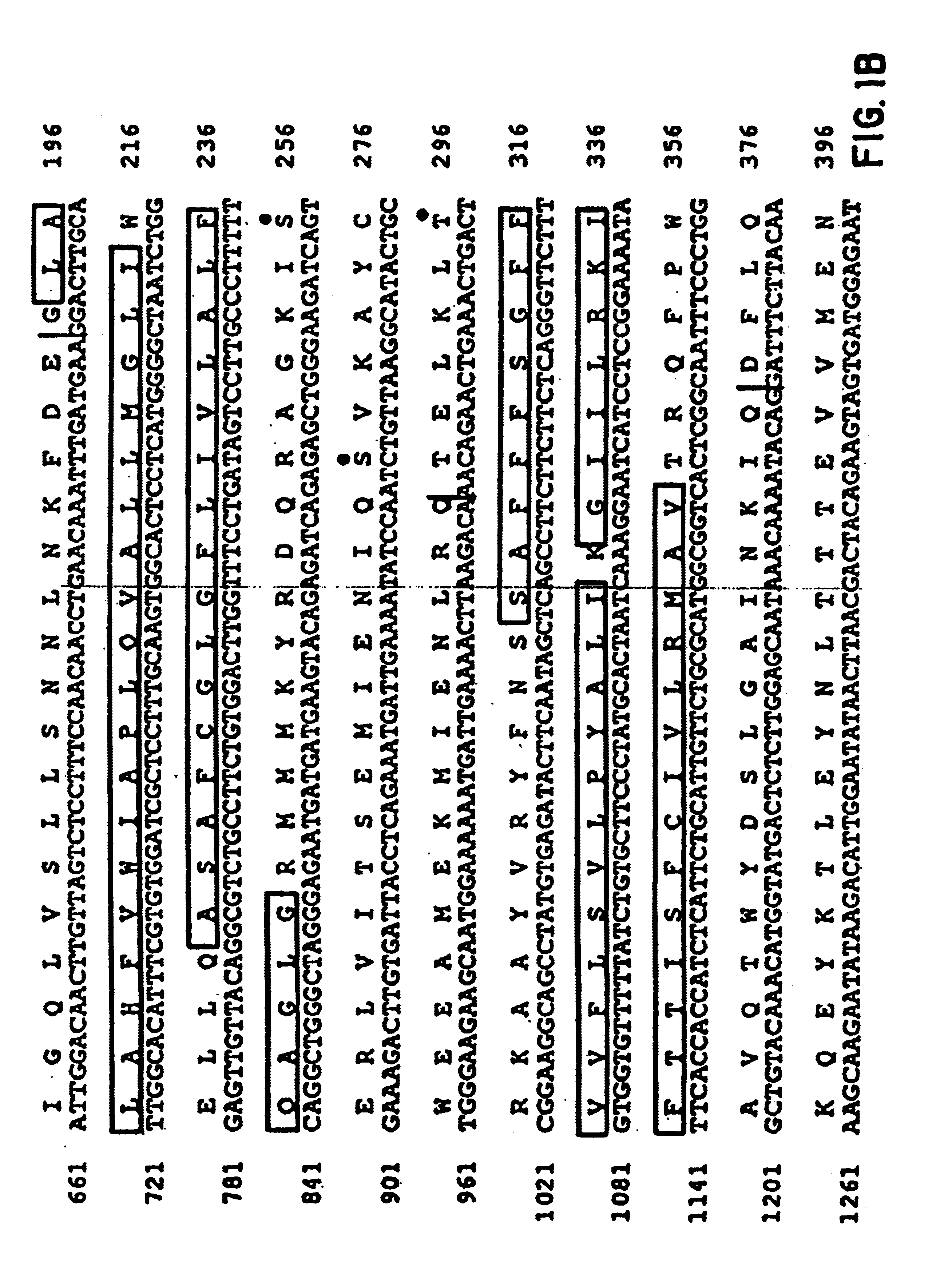 Cystic fibrosis gene