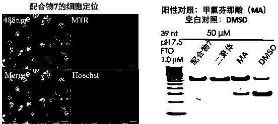 Rhein specific group modified organic compound, aryl metal complex, preparation method and application thereof