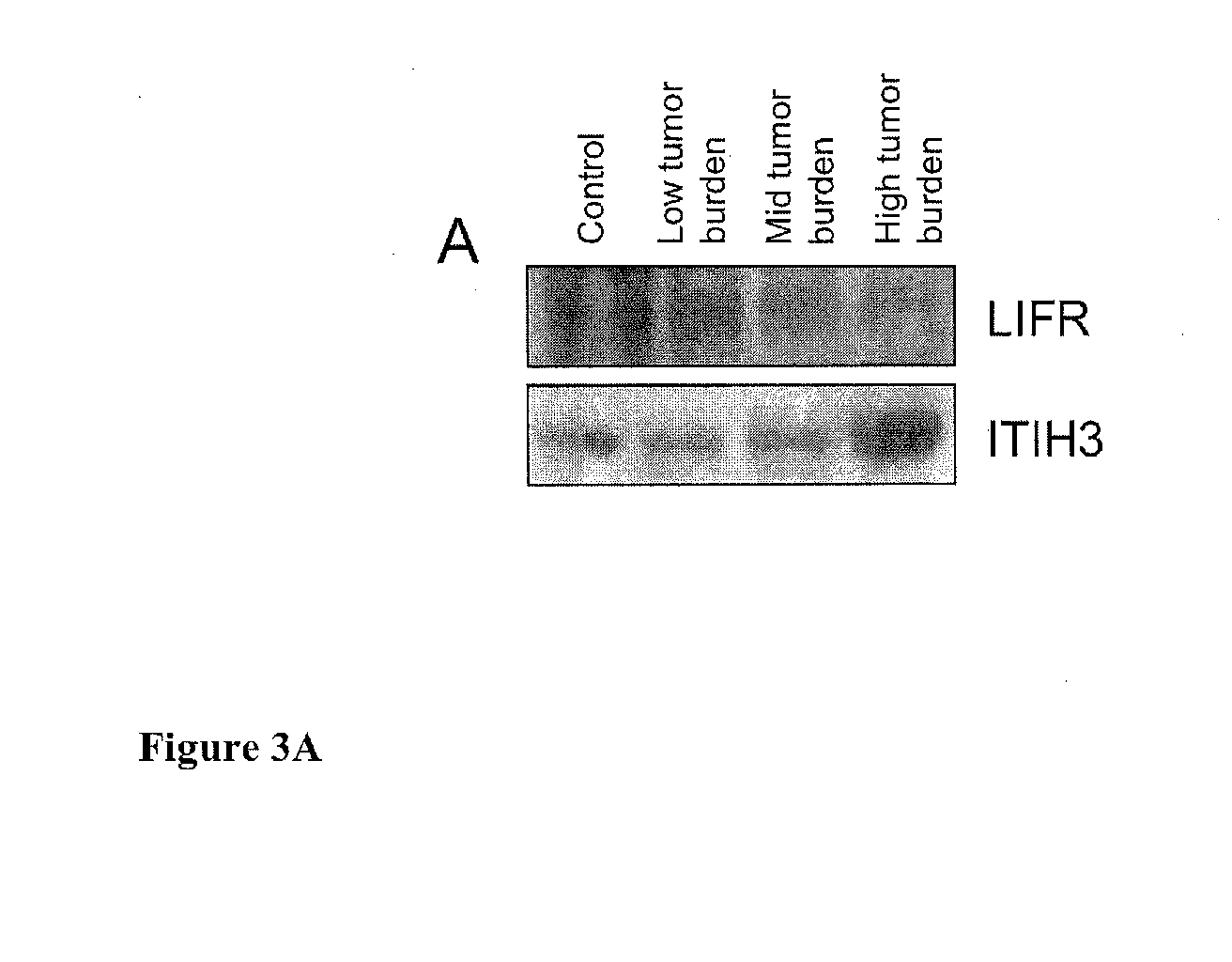 Methods For Detection Of Gastric Cancer