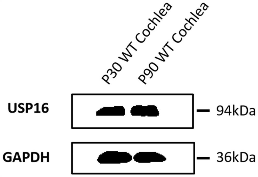 Biological factor and application thereof in promoting regeneration of inner ear hair cells