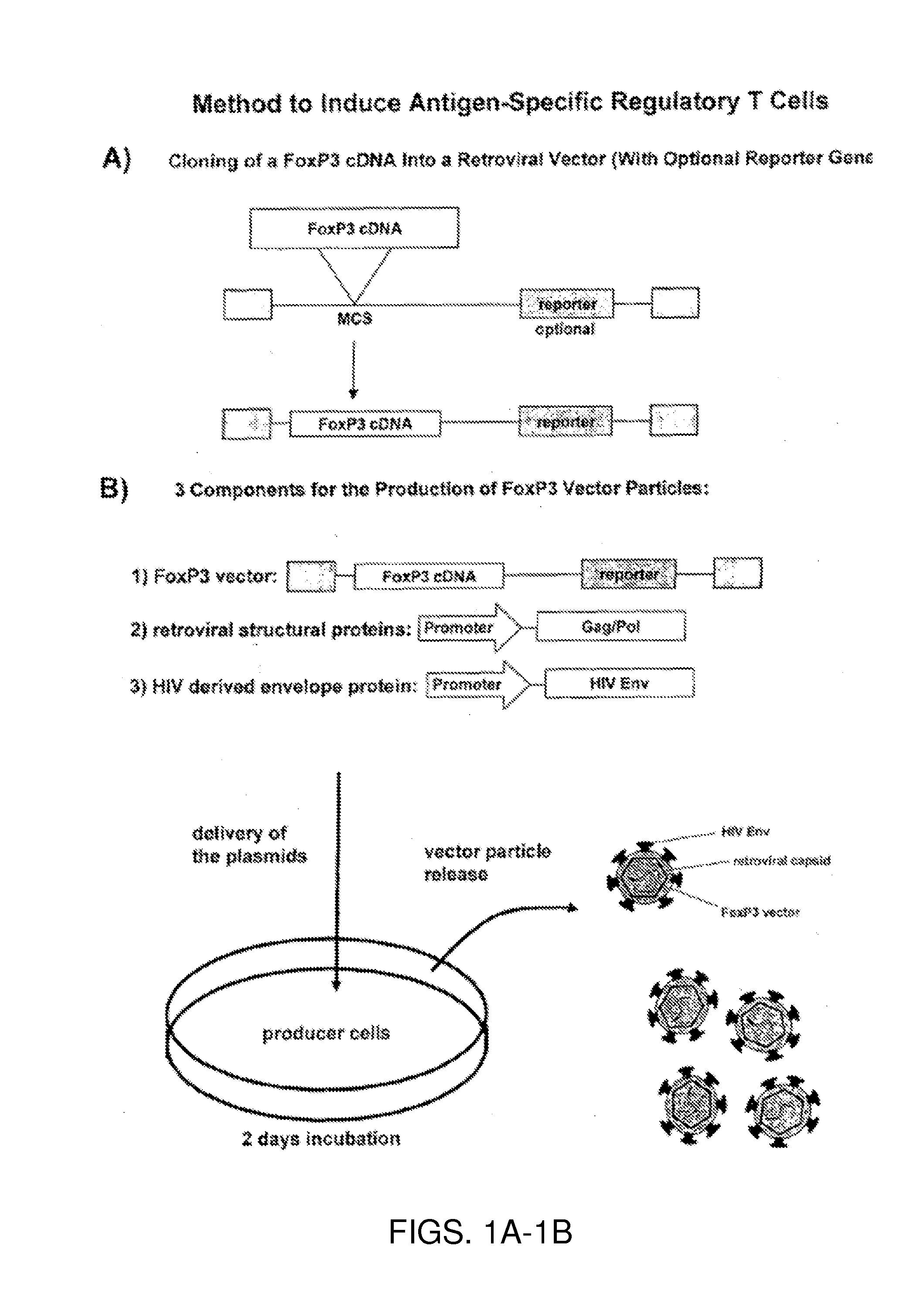 Antigen-specific regulatory t-cell induction