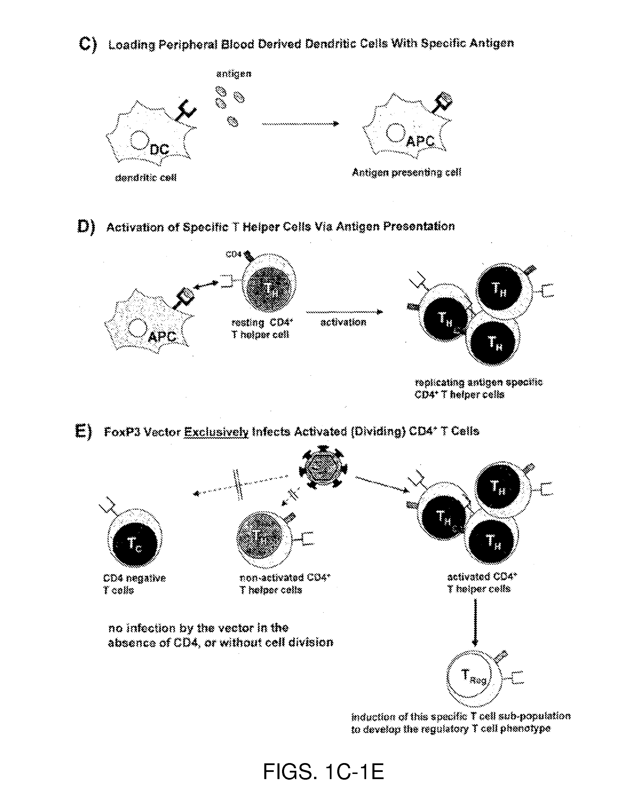 Antigen-specific regulatory t-cell induction