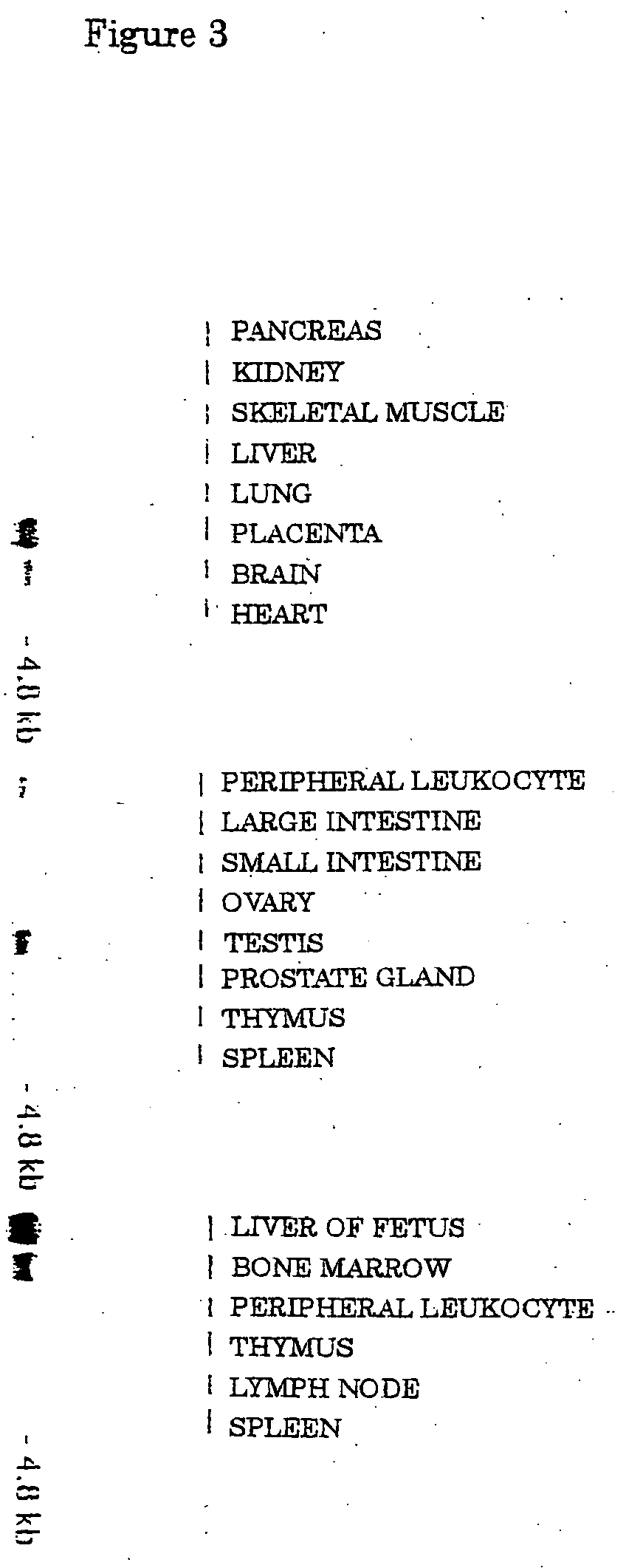 Neutral amino acid transporter and gene thereof