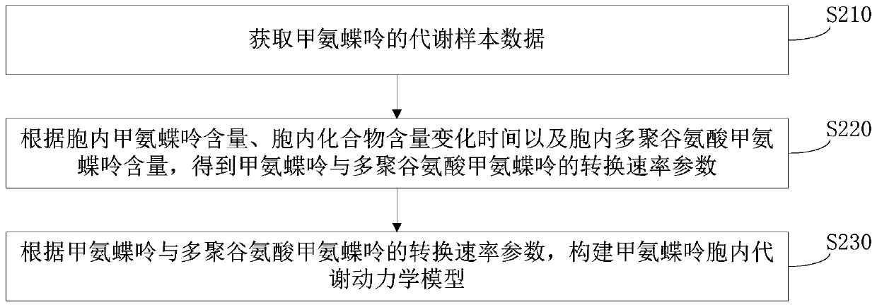 Methotrexate dosage regimen determining method, device, storage medium and equipment