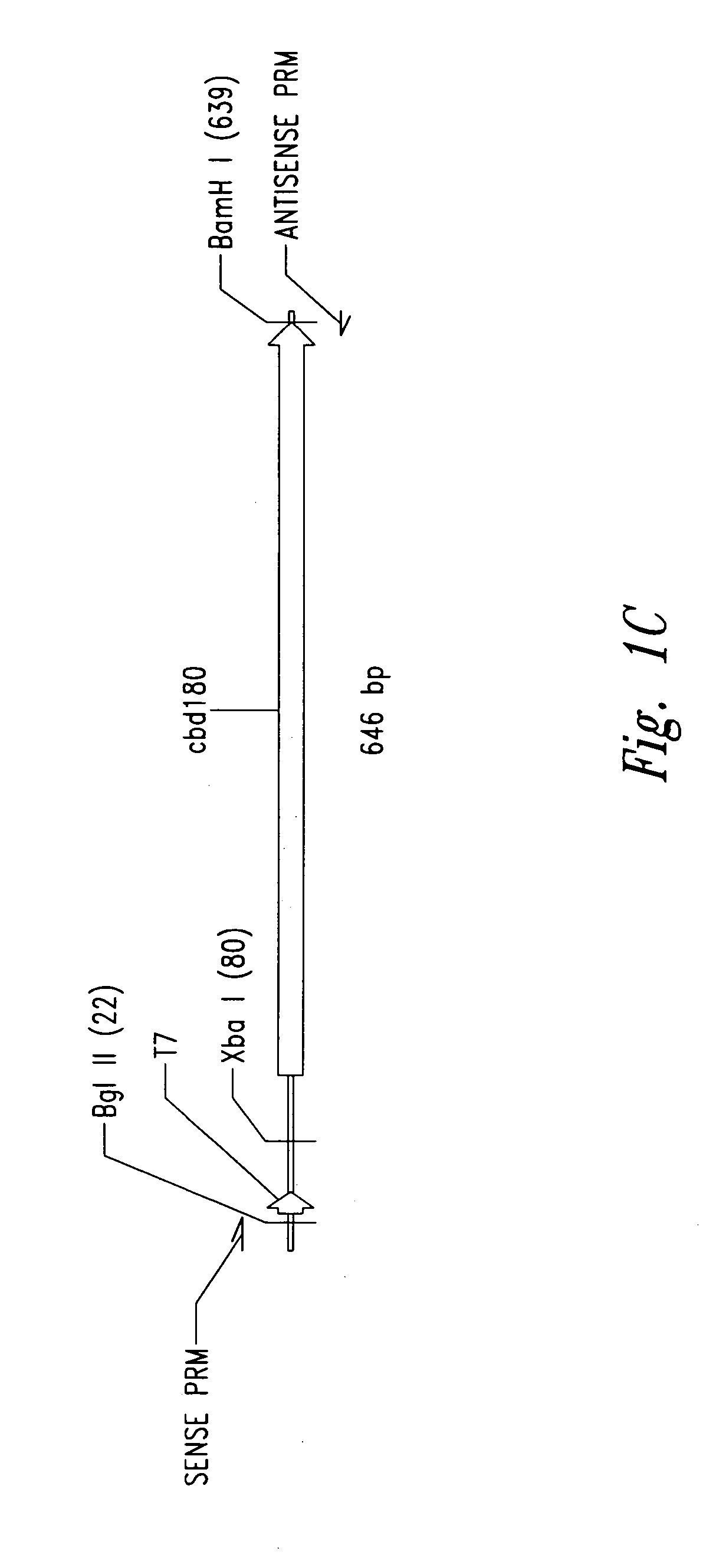 Efficient methods for producing antimicrobial cationic peptides in host cells