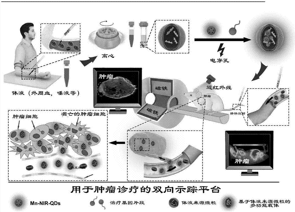 Multifunctional carrier based on cytogenic vesicle in body fluid, preparation method and application