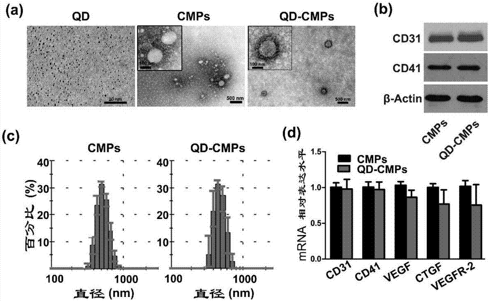 Multifunctional carrier based on cytogenic vesicle in body fluid, preparation method and application