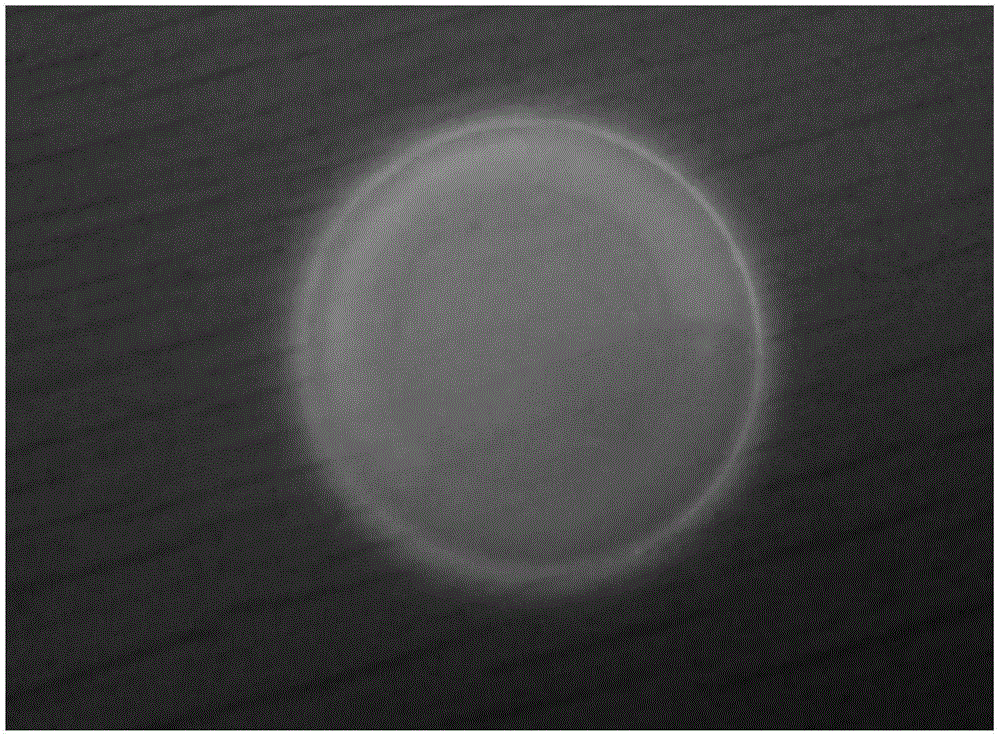 Fluorescent latex containing rhodamine B and preparing method thereof