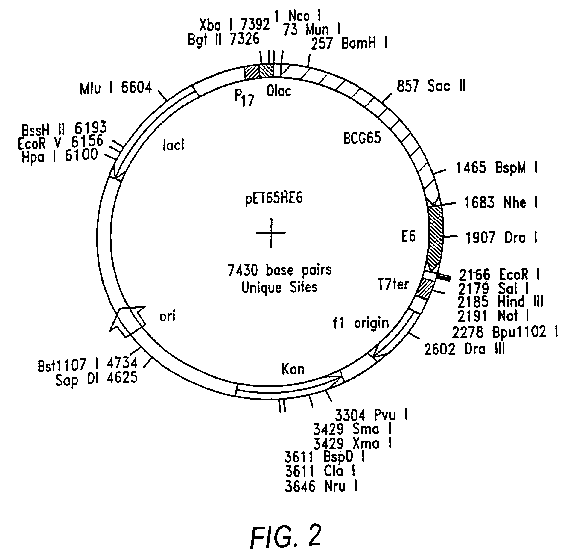 Immune responses against HPV antigens elicited by compositions comprising an HPV antigen and a stress protein or an expression vector capable of expression of these proteins